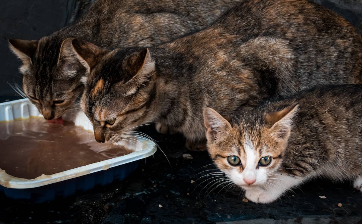 street-feeding